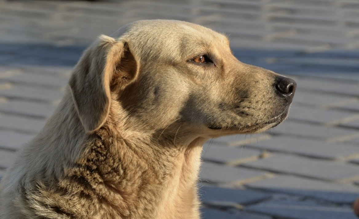 Kuşatılan köpekler!