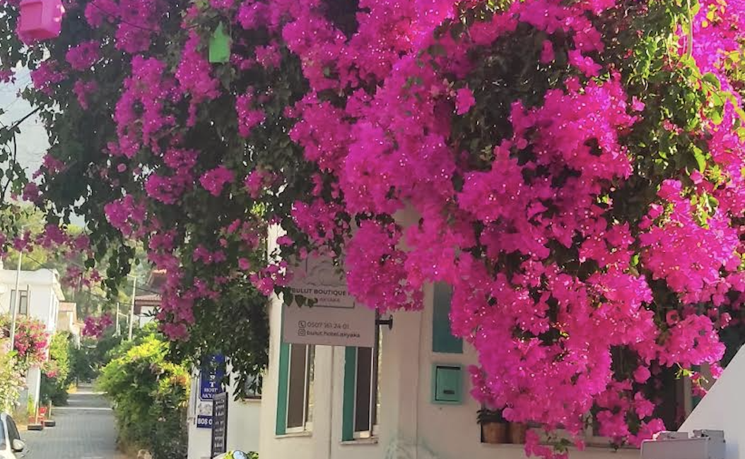 Bodrum’da Fethiye’de Akyaka’da gördüğünüz tüm evleri muhteşem bir şekilde saran begonvillerin hikâyesi