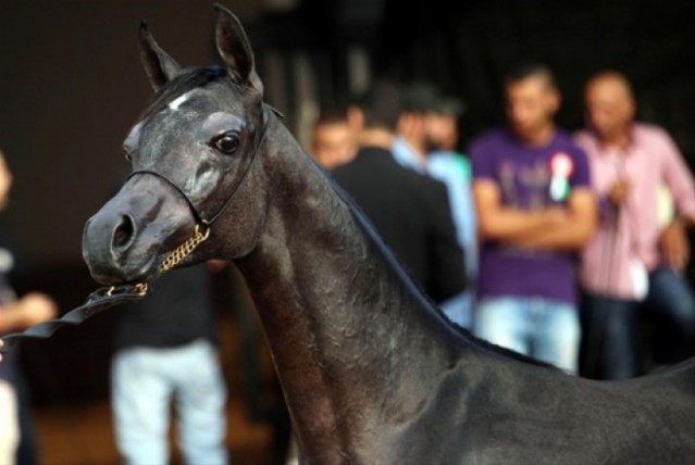 Filistin'de, Safkan Arap Atları Güzellik Yarışması yapıldı