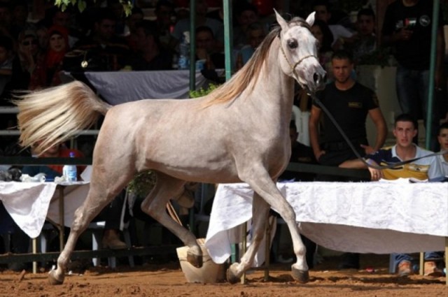 Filistin'de, Safkan Arap Atları Güzellik Yarışması yapıldı