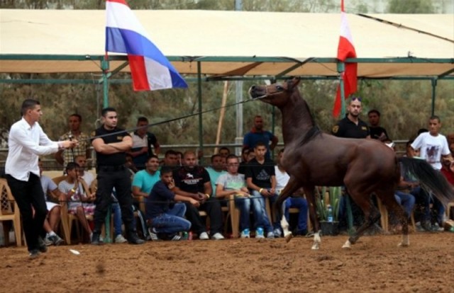 Filistin'de, Safkan Arap Atları Güzellik Yarışması yapıldı