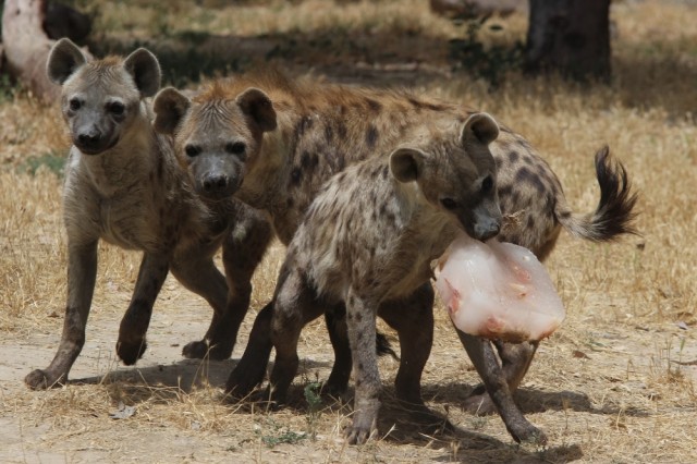 Kavurucu yaz sıcakları hayvanları da etkiledi