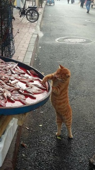 Kediler ve Kediciklerden Birbirinden Farklı Kareler...