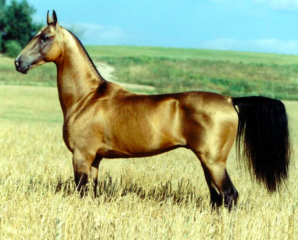 Zarafetleriyle ünlü Türkmenistan’ın "Ahal Teke” atları -Dünyanın En Güzel Atları-