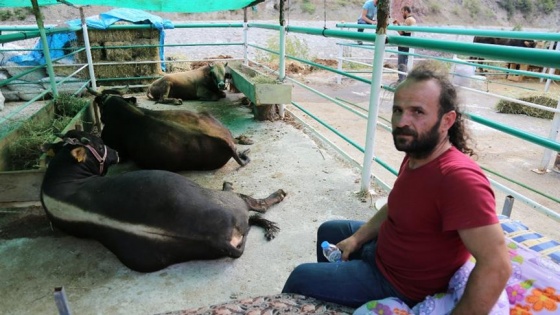 1 ton 180 kilogramlık kurbanlık boğa 15 bin liraya satıldı