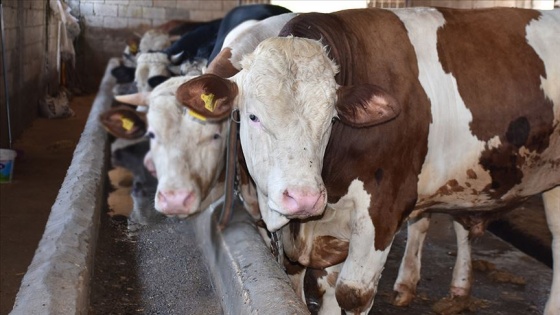 1 ton 200 kilogramlık 'Paşa' alıcısını bekliyor