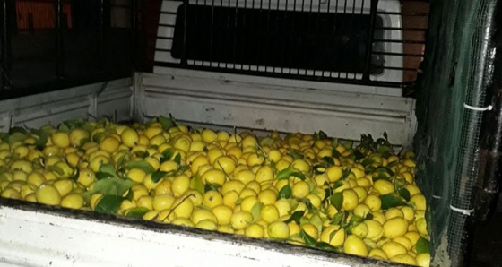 1 ton limon çaldılar