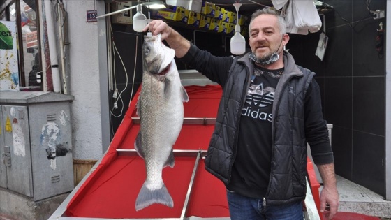 14 kilogramlık levrek 1600 liradan satışa sunuldu