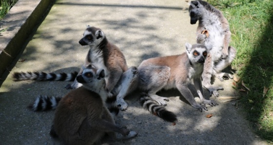 2 günlük Lemur hayvanat bahçesinin yeni maskotu