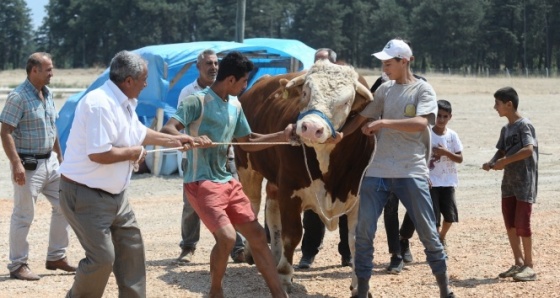 2 tonluk kurbanlık boğayı 10 kişi zor zapt ediyor