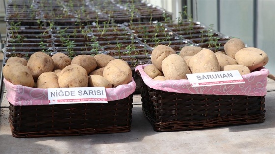 2 yerli patates çeşidi daha tescillendi