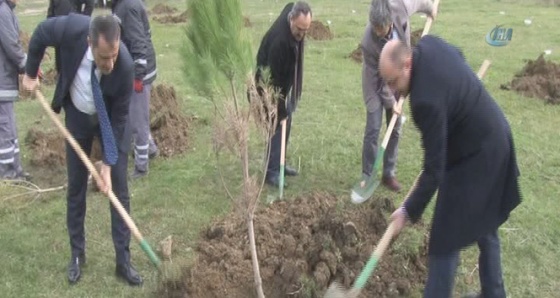 20 dönümlük alan, İBB tarafından ağaçlandırdı