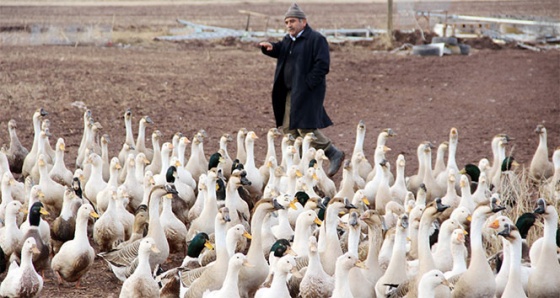 20 kazla başladı, hedefi üç yılda 50 bin kaz