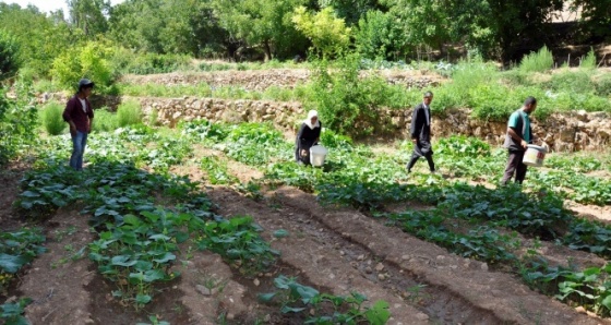 200 yıllık geleneği sürdüren köylüler hasta olmuyor