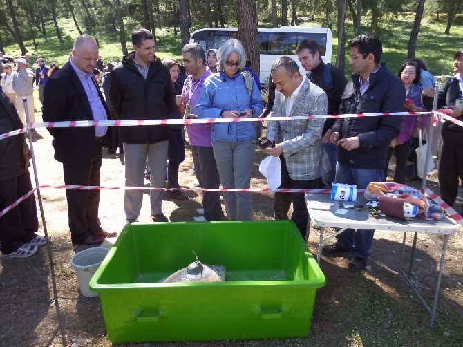 Tedavi edilen deniz kaplumbağaları törenle uğurlandı