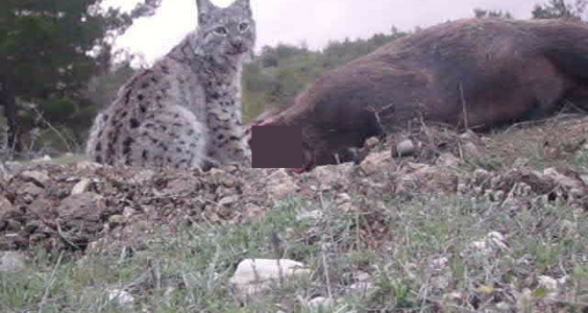 Avrasya vaşağı ilk defa görüntülendi