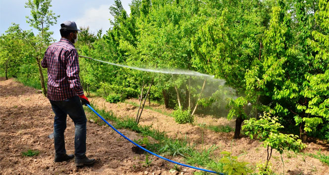 Kiraz sineği ile mücadele kapsamında ilaçlama başladı