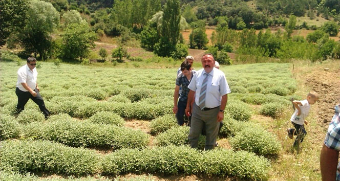 Adaçayı çiftçinin umudu oldu