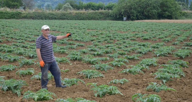 Enginar yağmura boyun eğdi, fiyatlar uçtu