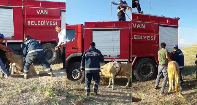 Kuyuya düşen inek kurtarıldı