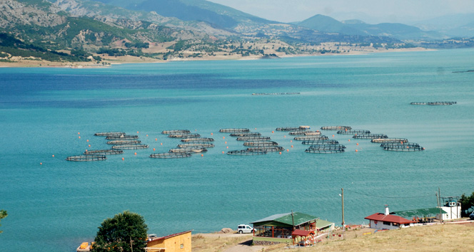 Almus, alabalık üretimiyle adından söz ettiriyor