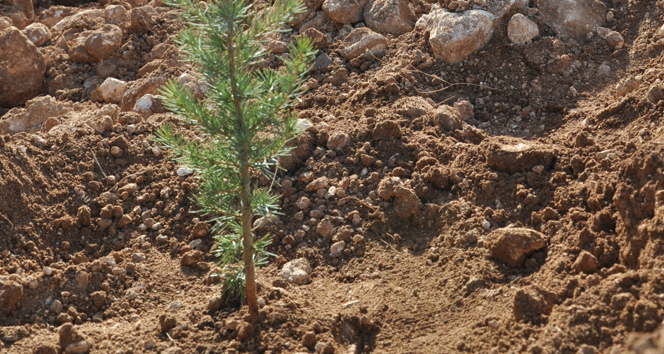 Bakanlık’tan 'mavi yemiş' eylem planı