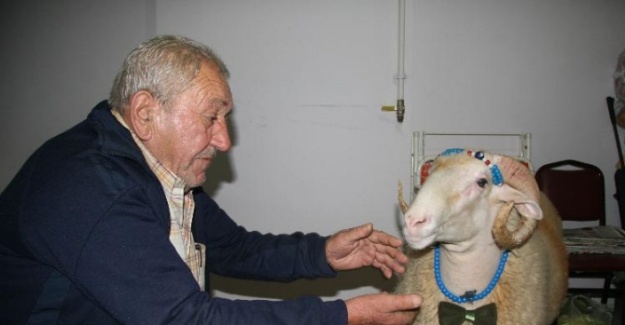 Beraber yatıp kalktığı koçunu satışa çıkardı