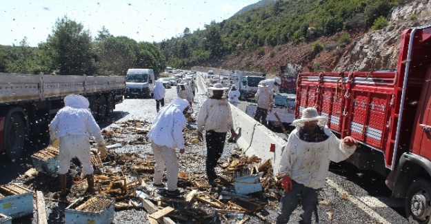 Kaza yapan araçtaki arılar dehşet saçtı