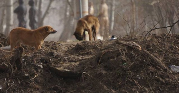 Sahipsiz köpekler Amerika’ya gönderildi