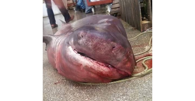 Marmara’da dev köpek balığı yakalandı