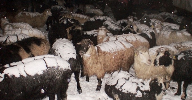 Çobanlar ve sürüleri kurtarıldı