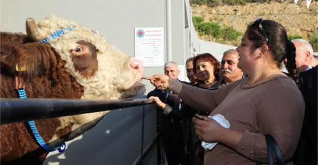 Damızlık Doruk’un çikolata tutkusu