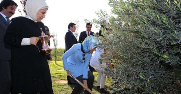 Zeytin fidanıyla ’’barış’’ mesajı verdiler