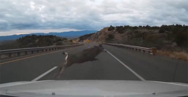 Aniden yola çıktı !