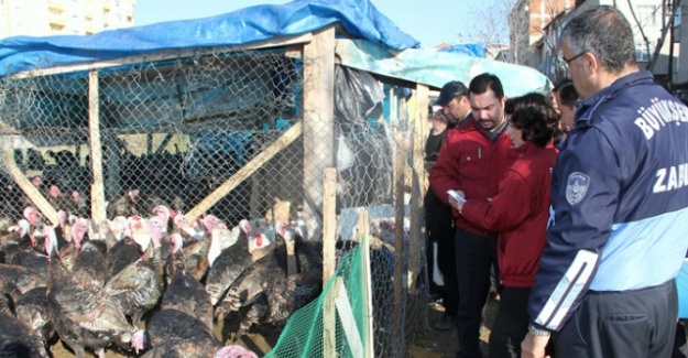 İBB zabıtasından hindi denetimi