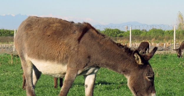 Kanser hastaları için eşek çiftliği kurdu