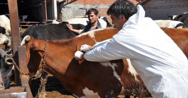 Bolu'da panik! Havyan pazarları kapatıldı