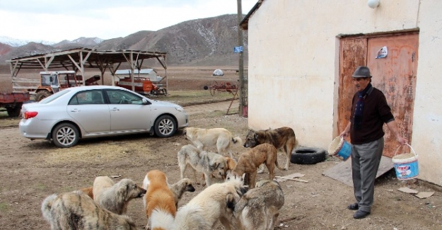 12 yıldır sokak köpeklerine bakıyor