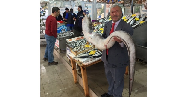 Bu balık Marmara’dan çıktı