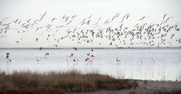 Burası da flamingo cumhuriyeti