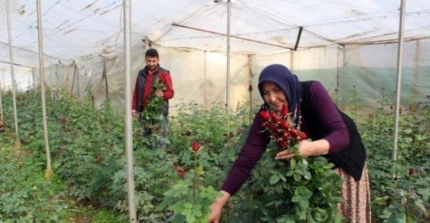 Çiçek üreticisi eşten 42 yıl sonra ilk gül