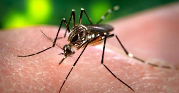 Zika virüsü cinsel yolla da bulaşıyor