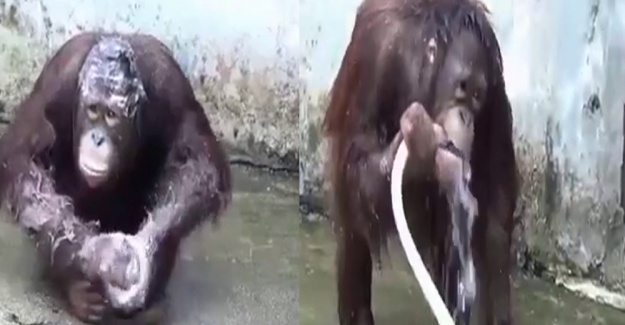 Hortumla yıkanan orangutan görenleri şaşırtıyor