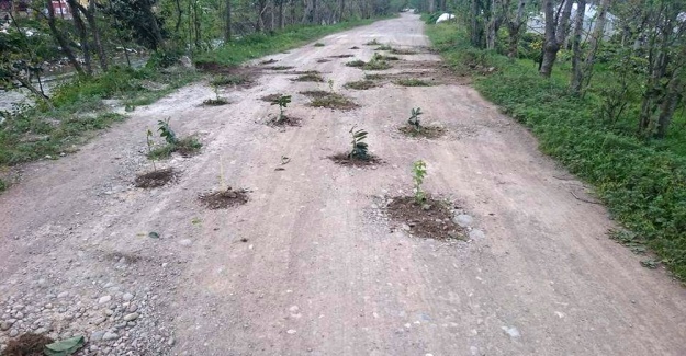 Rizelilerin yol protestosu: Yola fidan diktiler!