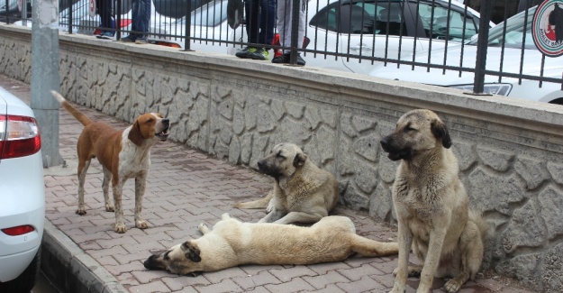 Köpeklerden vefa örneği