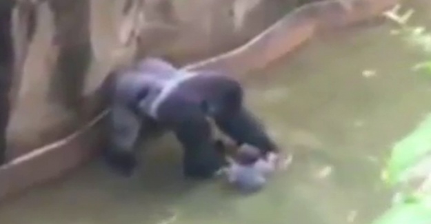 Amerika'da minik çocuk goril kafesine düştü, gorili vurup, çocuğu kurtardılar