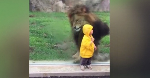 2 yaşındaki çocuğa saldırmak isteyen aslan cama takıldı