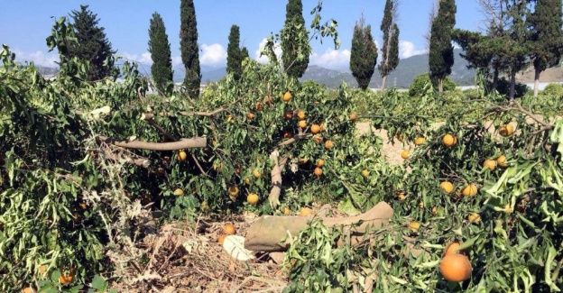 Alanya’da portakal ve limon ağacı katliamı! 787 ağaç...