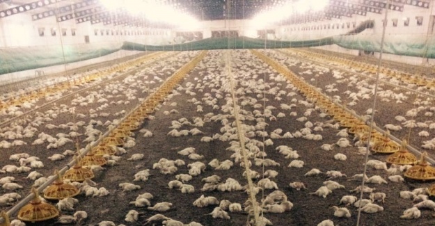 Havlandırma bozuldu, 28 bin tavuk telef oldu
