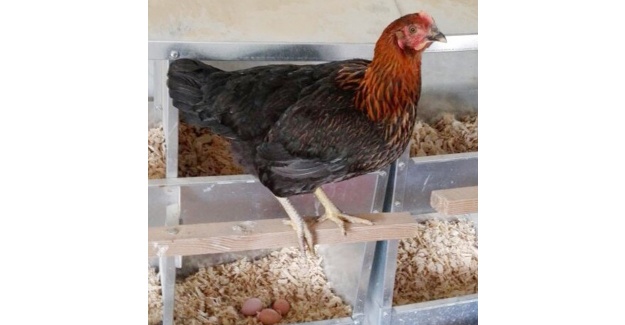 Tavuk, hindi ve yumurta üretimi düştü